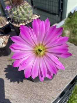 Echinocereus sciurus